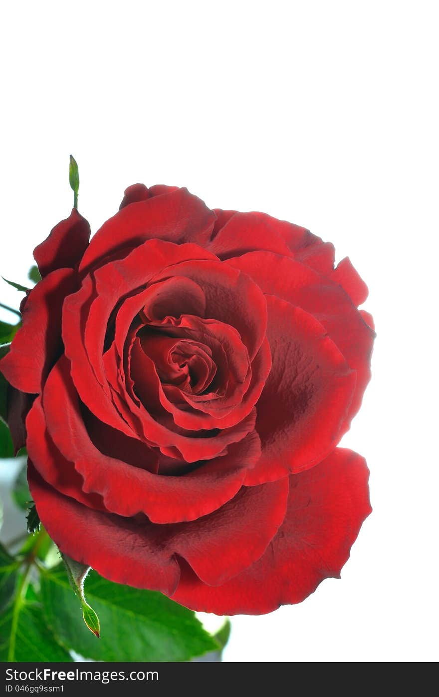 Macro image of dark red rose isolated on white background.