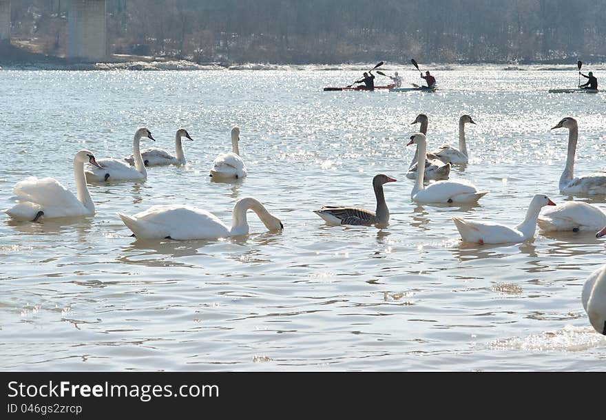 Swans on a cold river