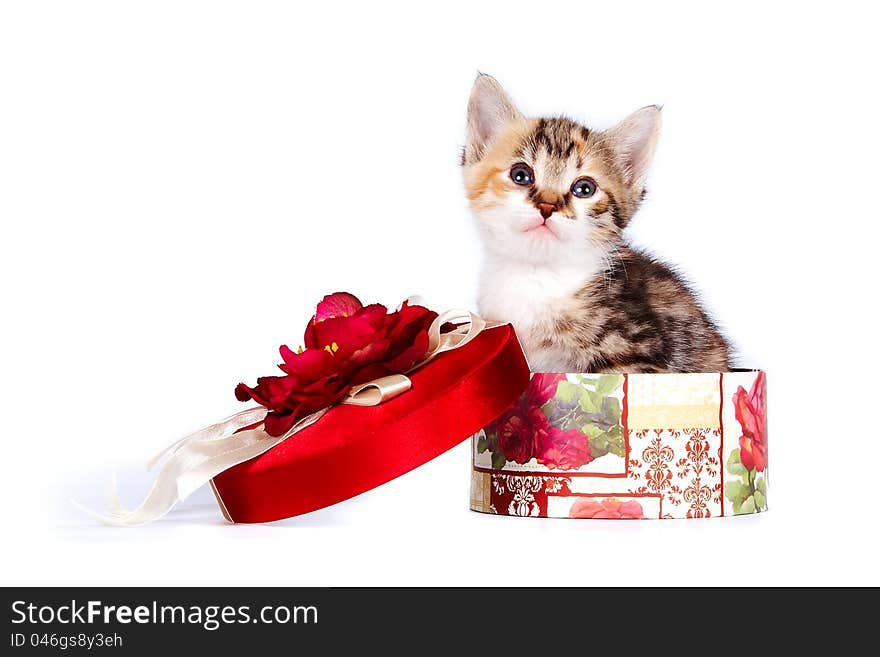 Multi-colored kitten in a gift box on a white background. Multi-colored kitten in a gift box on a white background