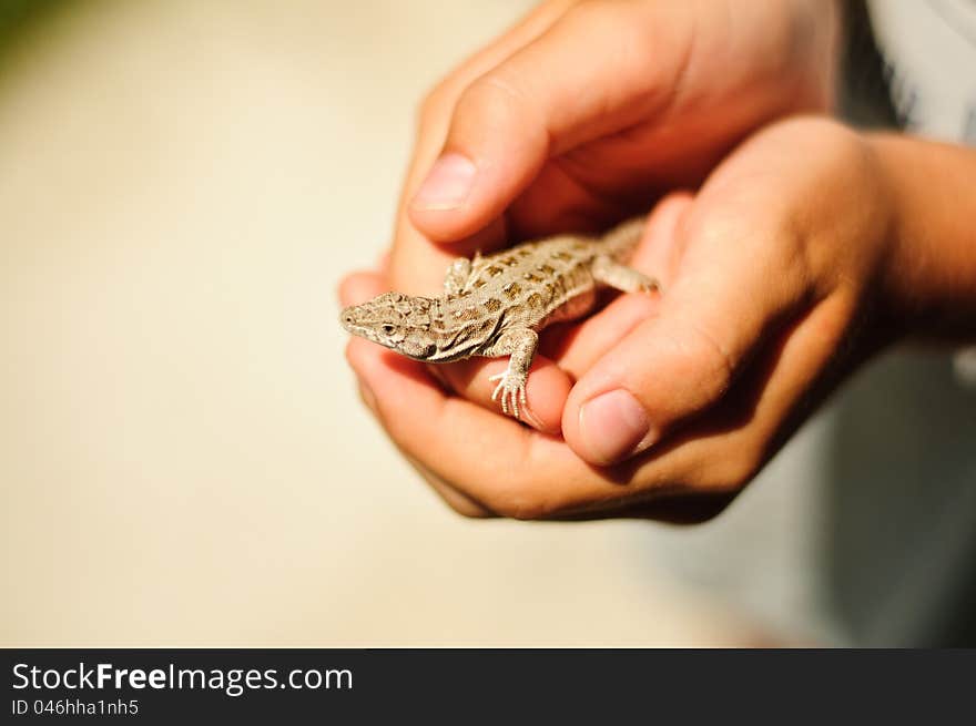 A Lizard In Hands