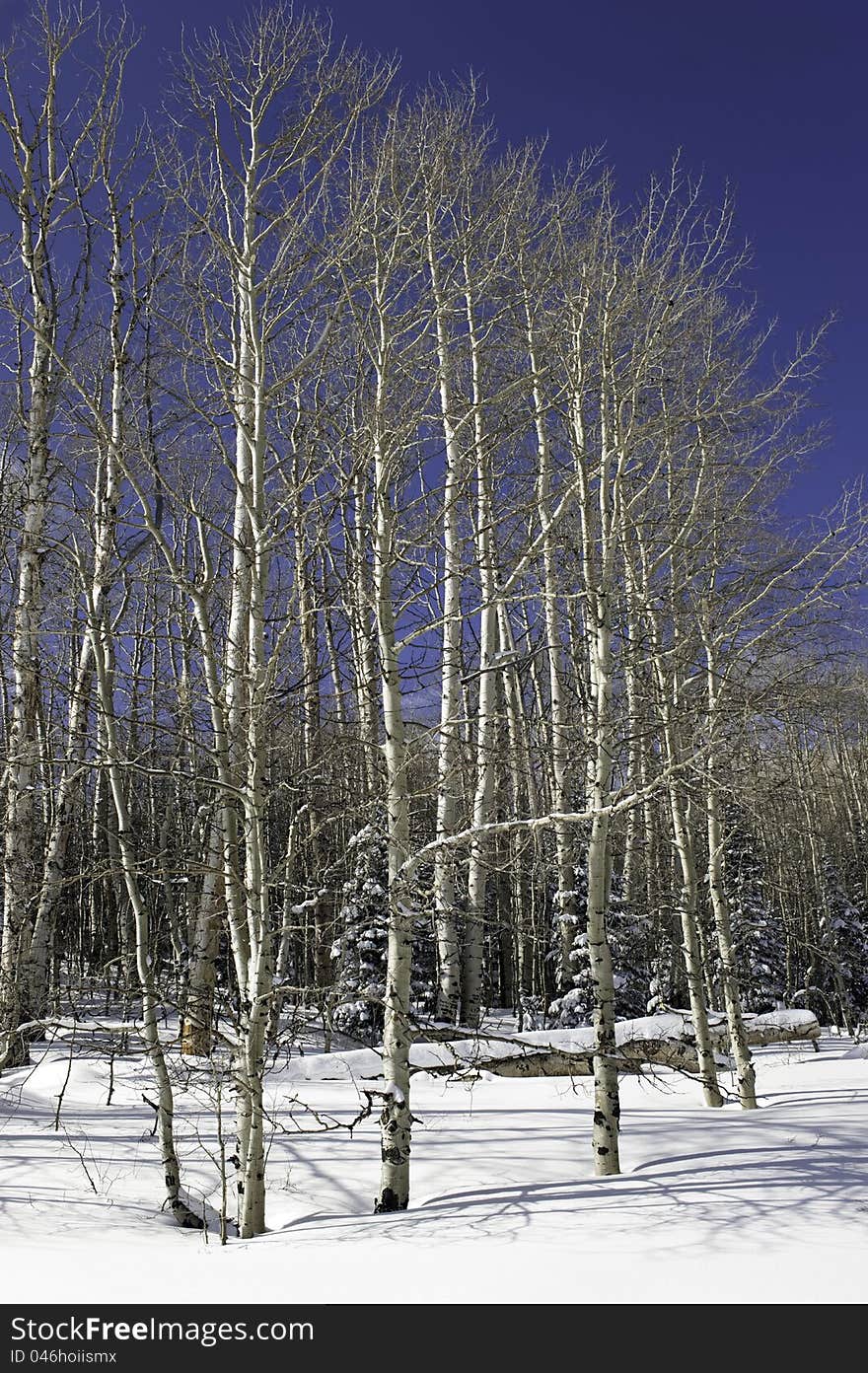 A grove of aspen trees after a winter storm clears out giving way to a bright sunny day with deep blue sky. A grove of aspen trees after a winter storm clears out giving way to a bright sunny day with deep blue sky.