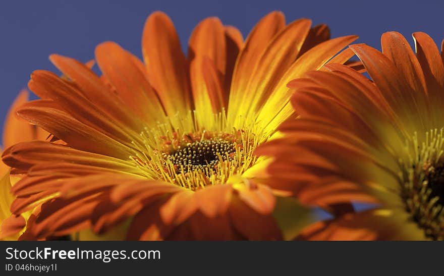 Vibrant Yellow And Orange Gerber Daisy