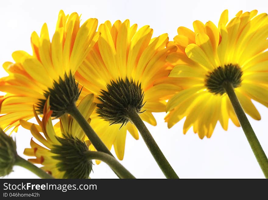 Vibrant Yellow and Orange Gerber Daisy