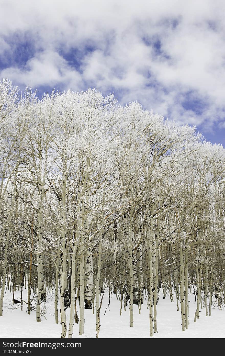 Aspen trees in snow.