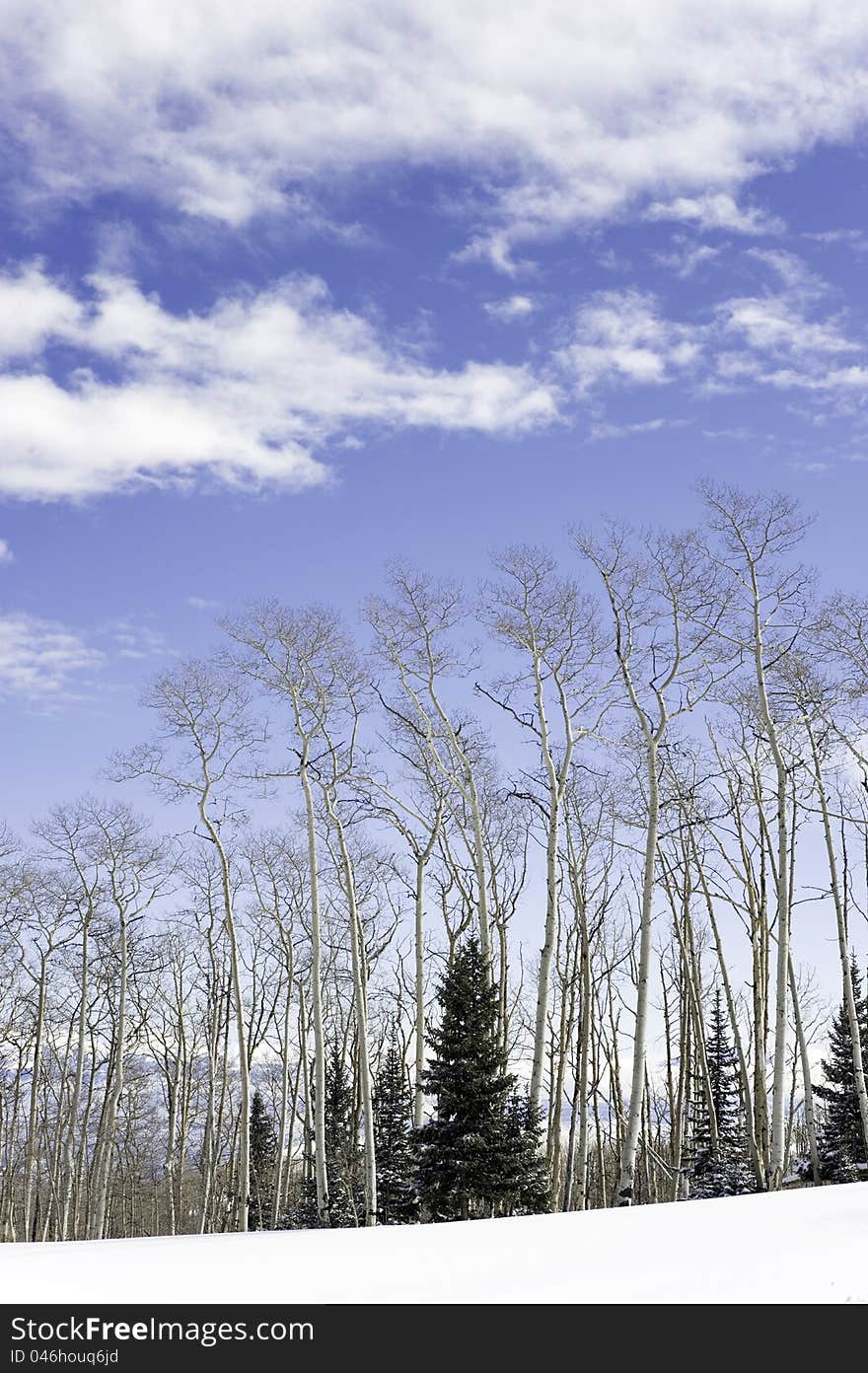 A grove of aspen trees with wispy clouds on a winter day. A grove of aspen trees with wispy clouds on a winter day.