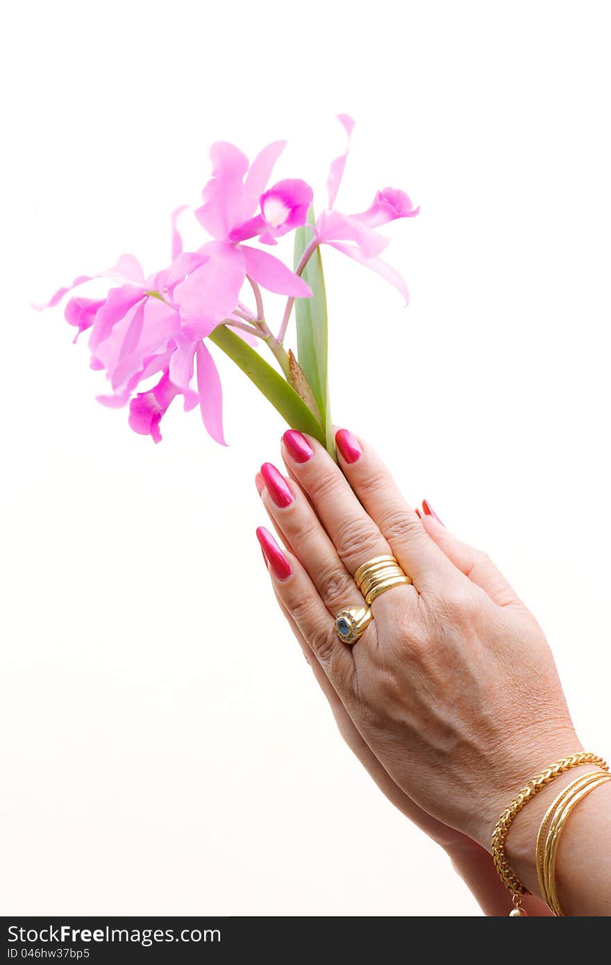 A woman hold pink orchid in your hands. A woman hold pink orchid in your hands