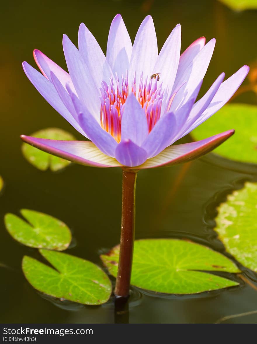 Violet lotus in the pond. Violet lotus in the pond