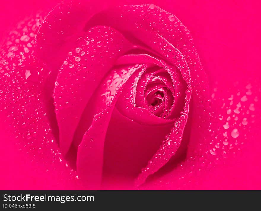 Grunge rose background. Photographic image manipulated in Photoshop