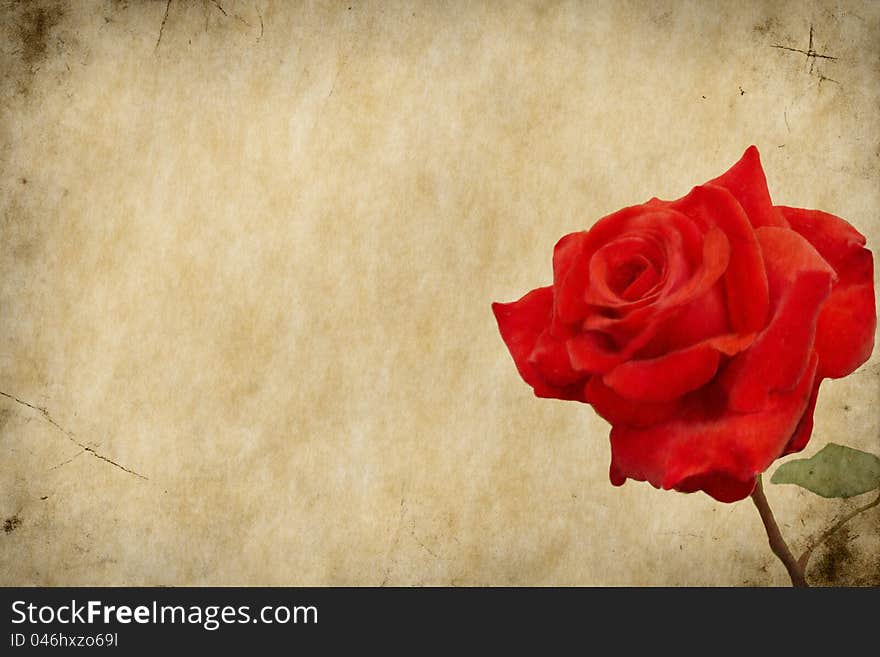 Delicate rose on grunge background. Texture and color processing.