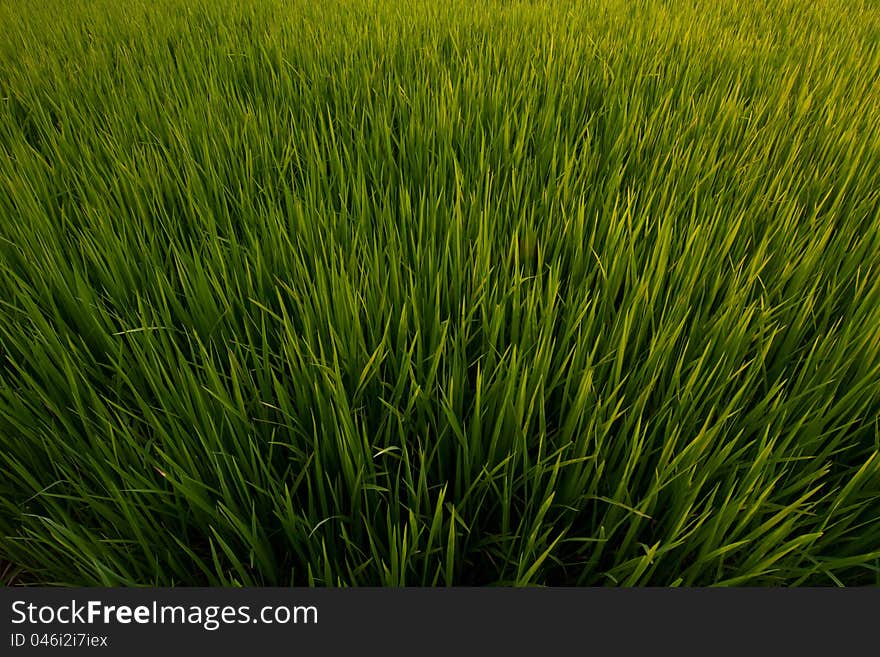 Rice field