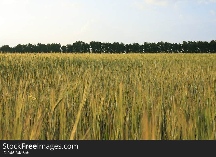 Summer landscape with grass (barley) and sky.