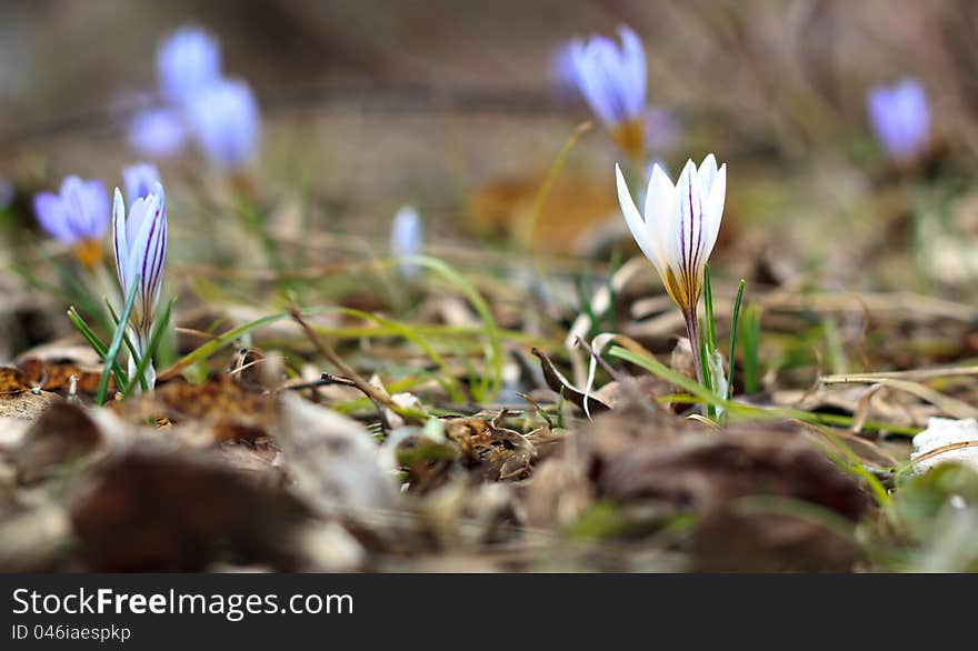 Selective focus on white crocus