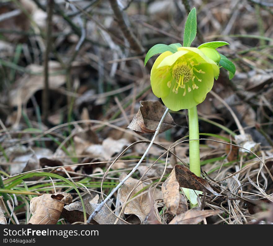 Green hellebore. spring comming soon