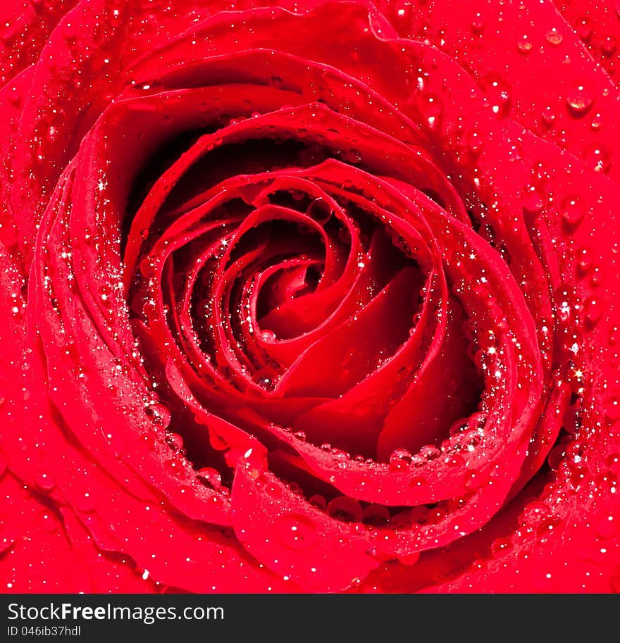 Rose closeup with water drops. Rose closeup with water drops