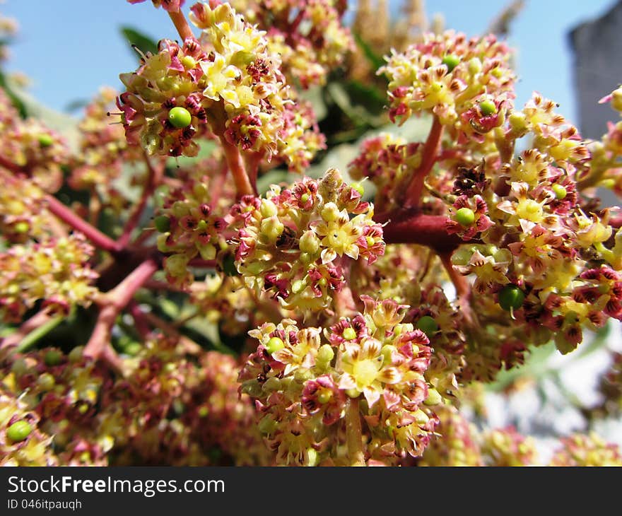 Red and yellow cluster of mango flowers