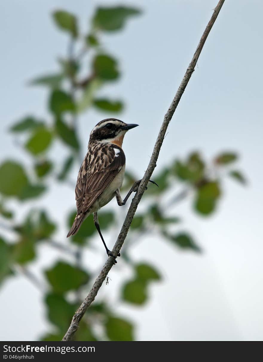 The meadow Gavel sitting on a branch