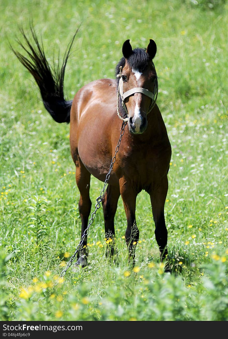 Horse on a background of green grass. Horse on a background of green grass