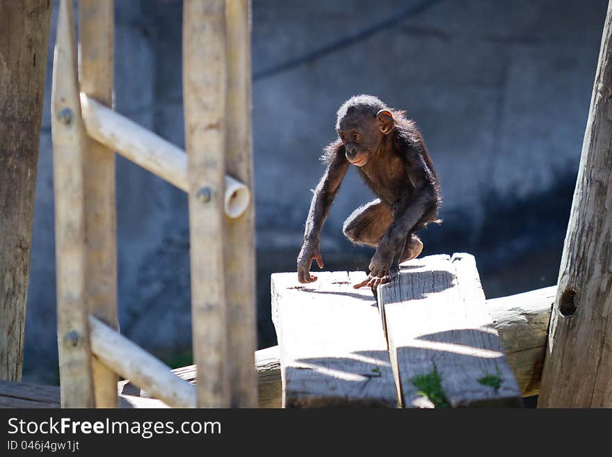 Baby Chimpanzee