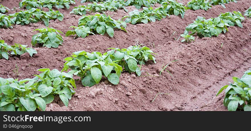 Potato plants