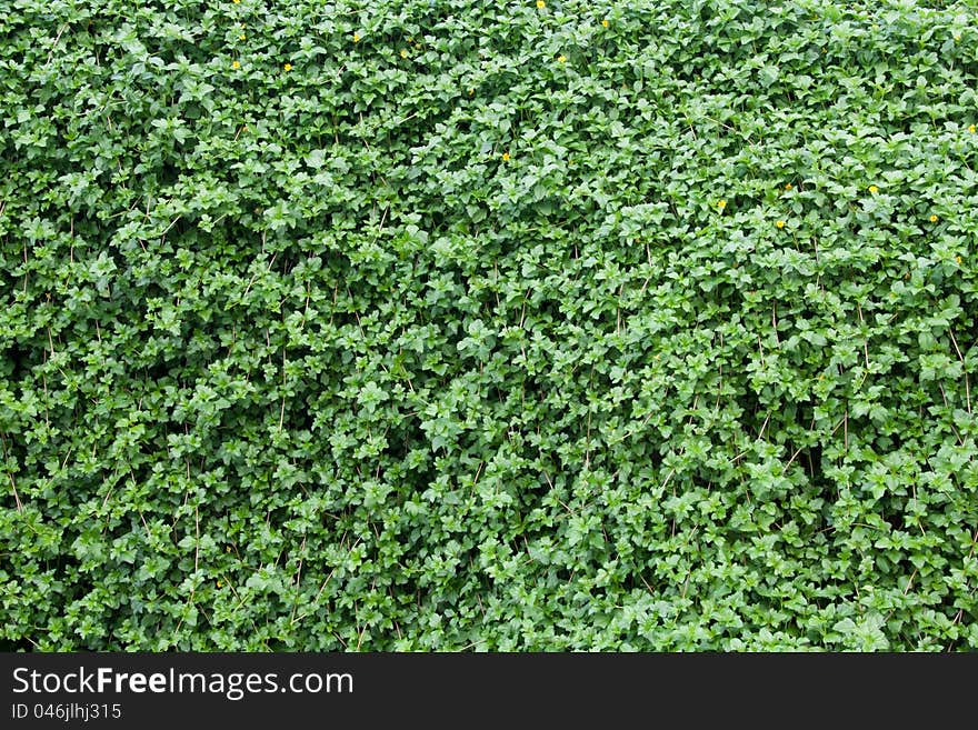 Many leafs of ivy cover on bridge