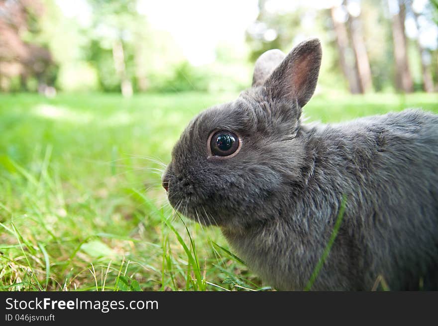 Photo of my puppy rabbit named lucky.