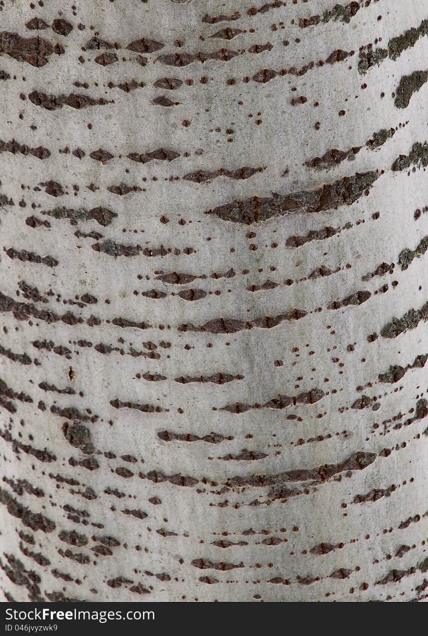 Poplar tree bark texture close up