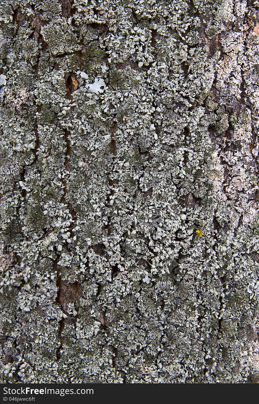 Natural tree bark texture close up