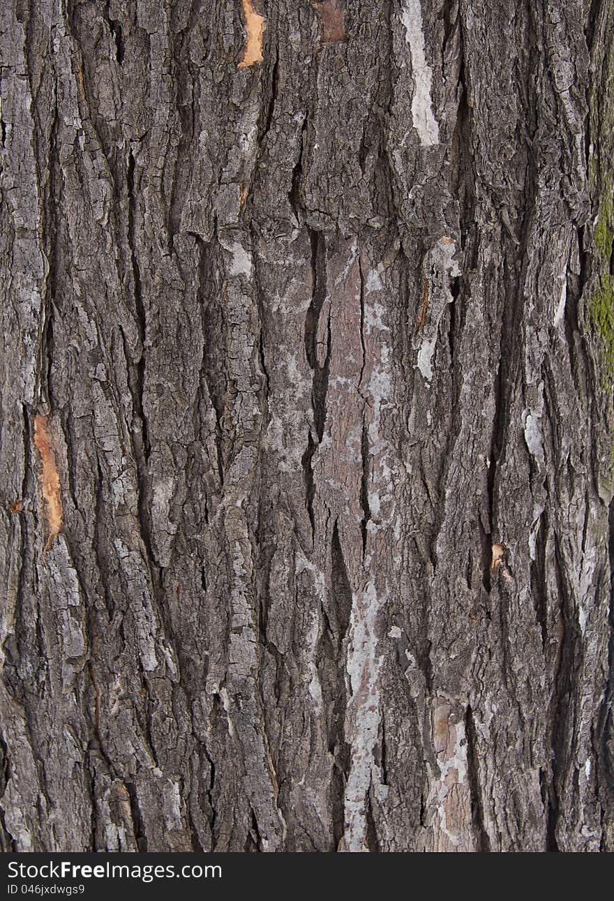 Natural tree bark texture close up