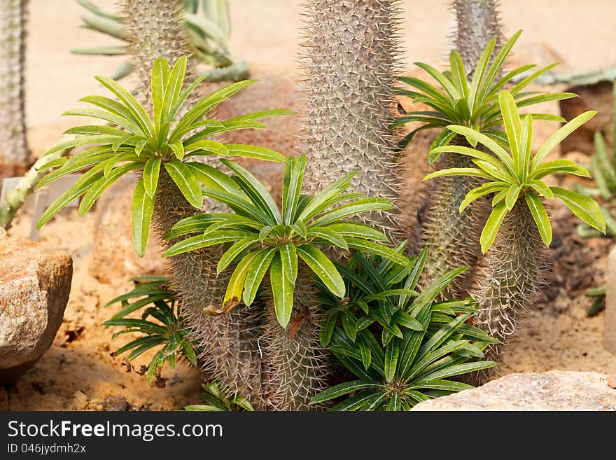 Detail of cactus growing in the garden.