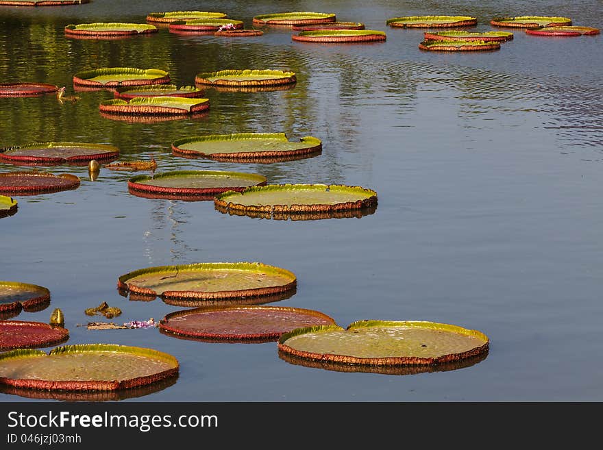 Lotus leaf characteristics and bloom will be larger