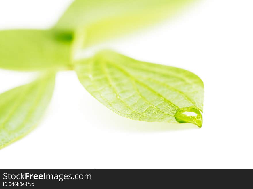 Leaves of Bird cherry on white.