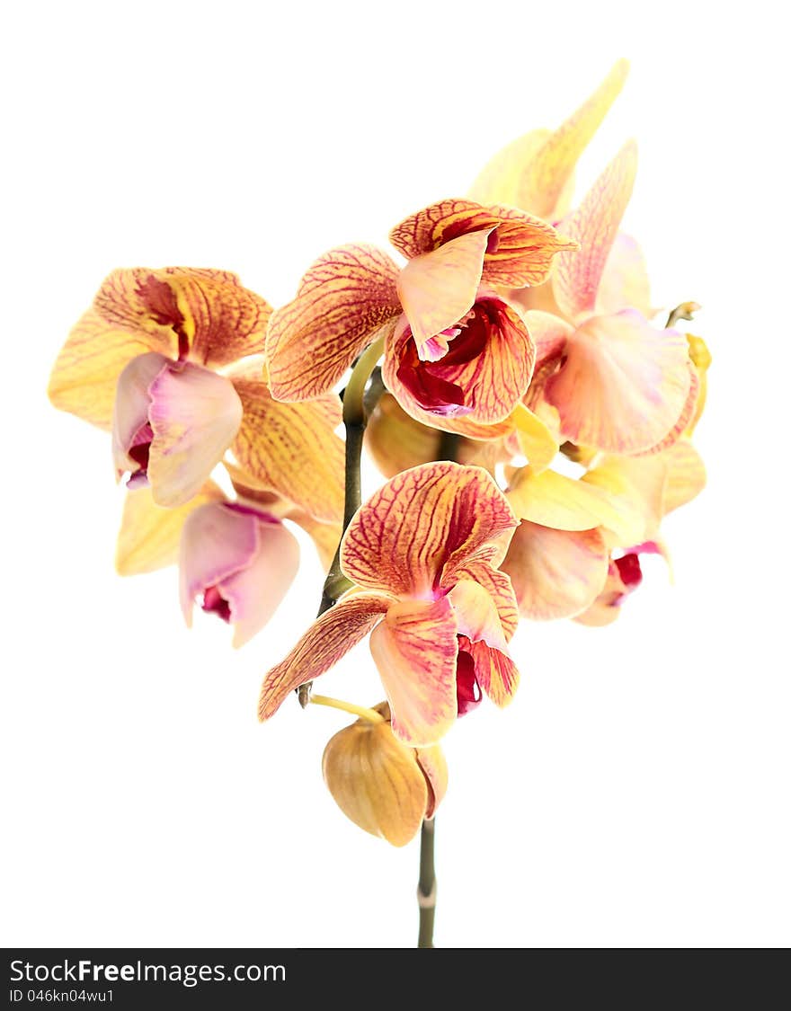 Orchid on a white background .