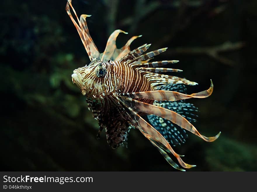 Marine venomous tropical fish with fins straightened. Marine venomous tropical fish with fins straightened