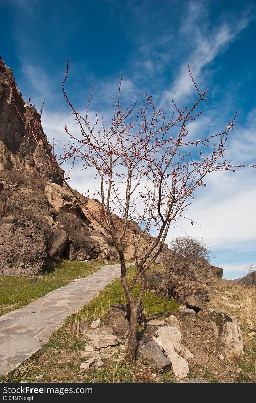 Path with cherry blossoms