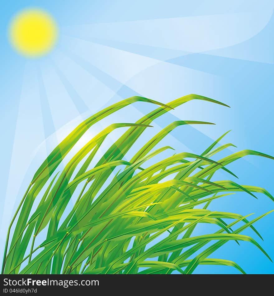 Spring eco background with fresh green grass and sun. Spring eco background with fresh green grass and sun