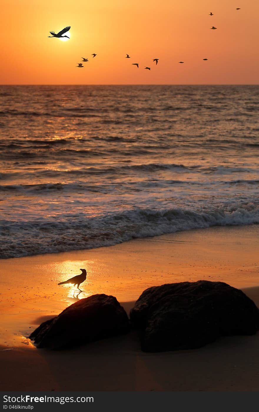 Flock of flying birds, crane and crow at seashore