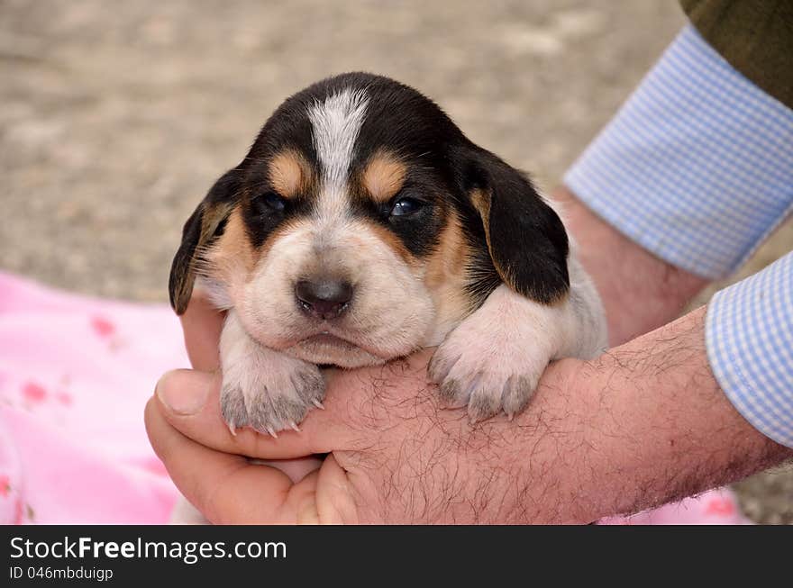 Portrait of tricolor cute puppy