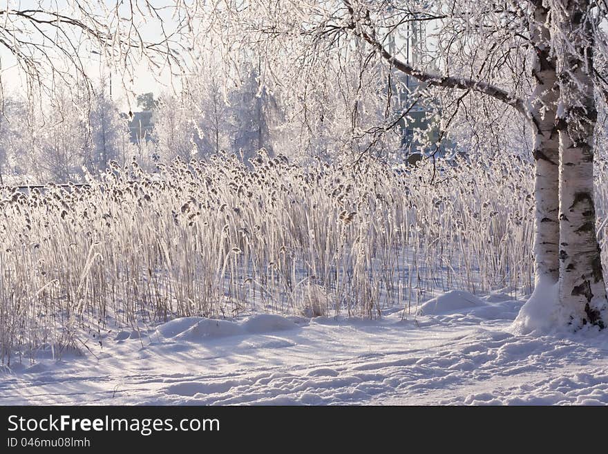 Winter lake with frozen reed