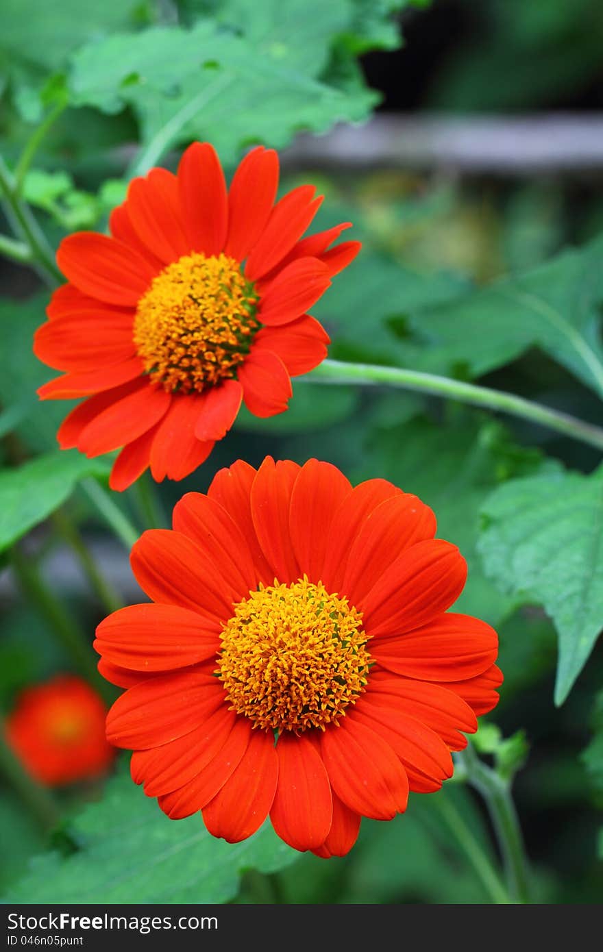 Zinnia flower