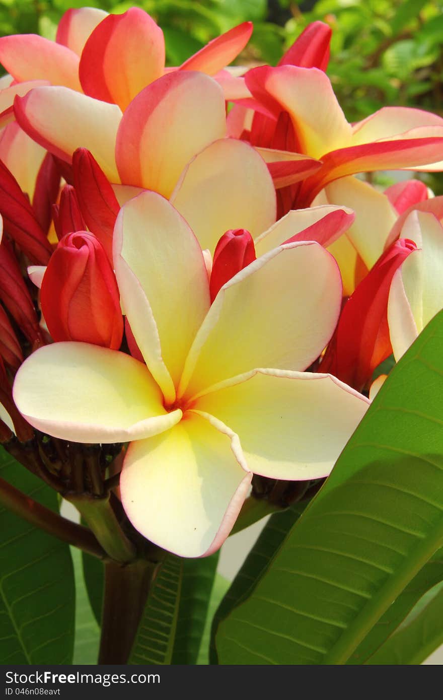 Plumeria Flower