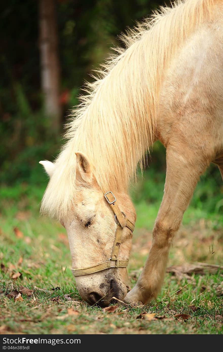 A white horse is eating grass.