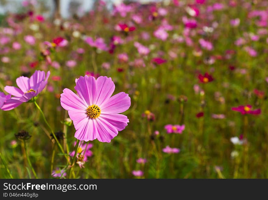 Pink Cosmos flowers