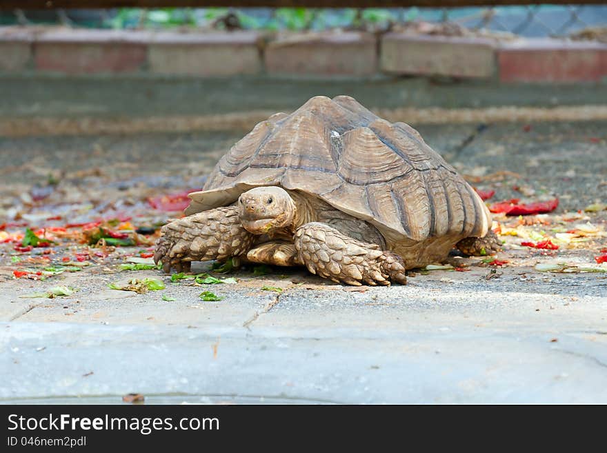 Turtle in the zoo .