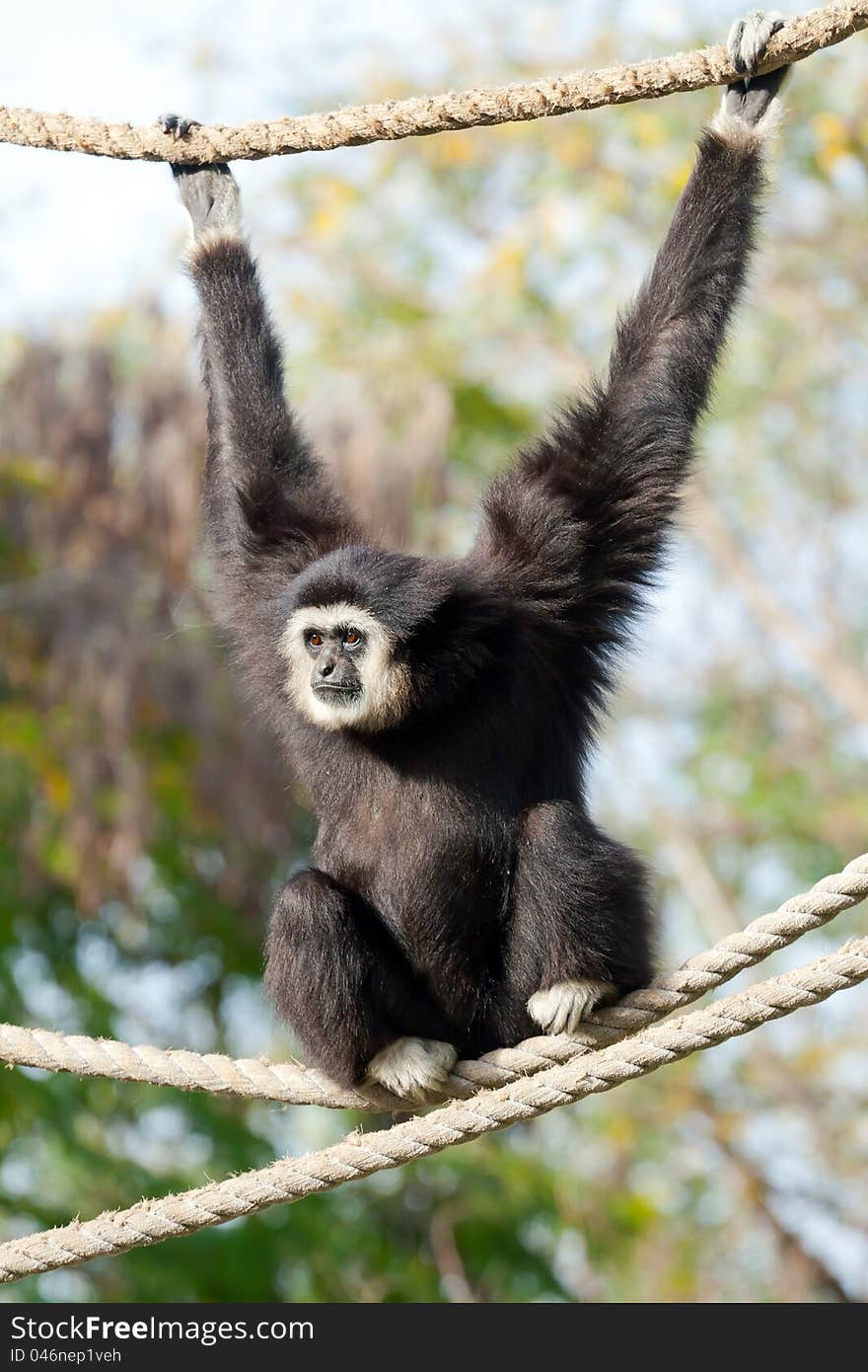 Gibbon monkey on a rope weighs in zoo