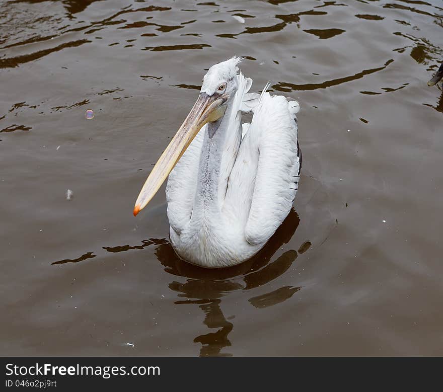 Pelican bird at the Dalian Zoo, China. Pelican bird at the Dalian Zoo, China