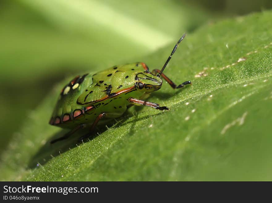 Palomena prasina bug