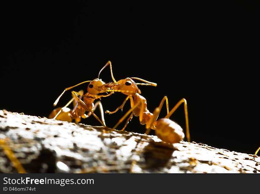 Two red weaver ants exchange the food