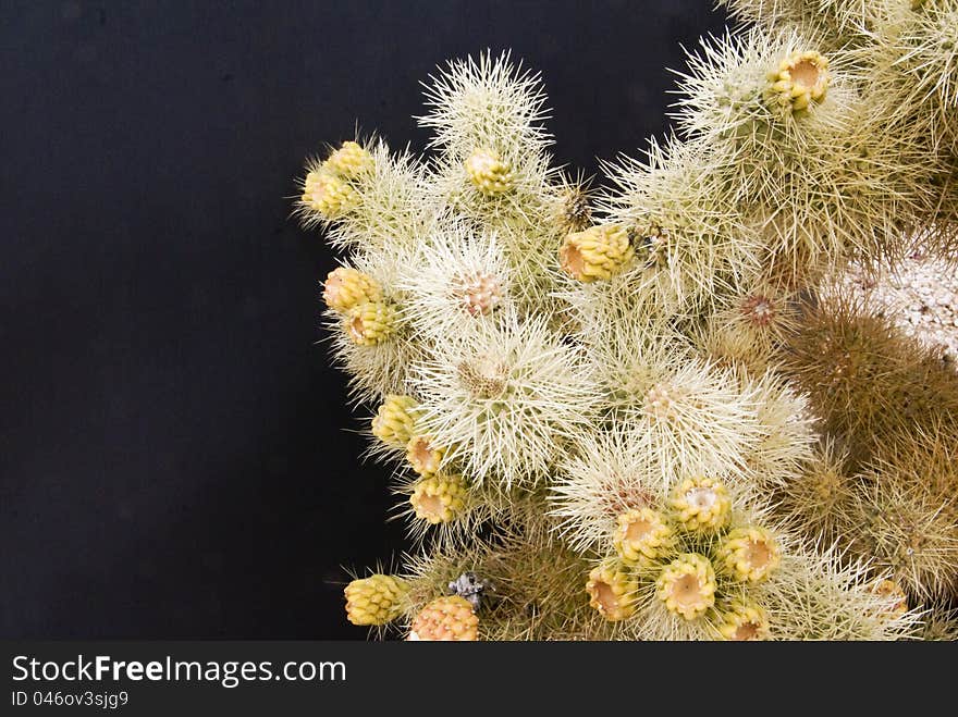 New growth blossoms on  cholla cactus in the Mojave Desert. New growth blossoms on  cholla cactus in the Mojave Desert