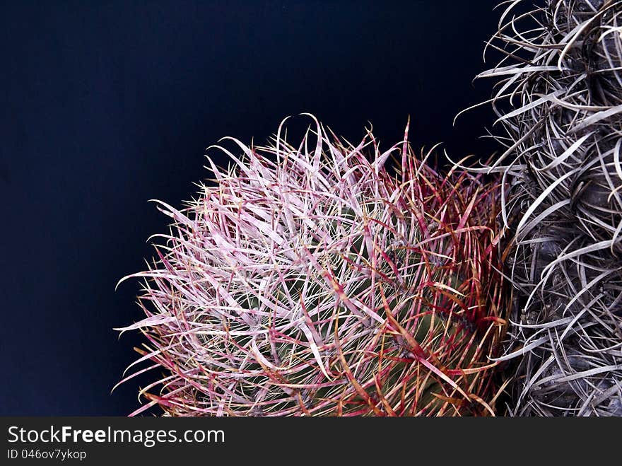 Barrel Cactus Close-up