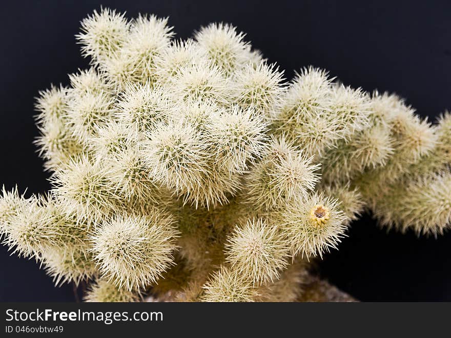 Desert Cholla cactus in spring with a black background